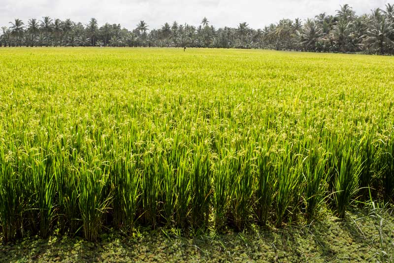 Paddy fields in wetlands below mean sea level in Kuttanad Kerala